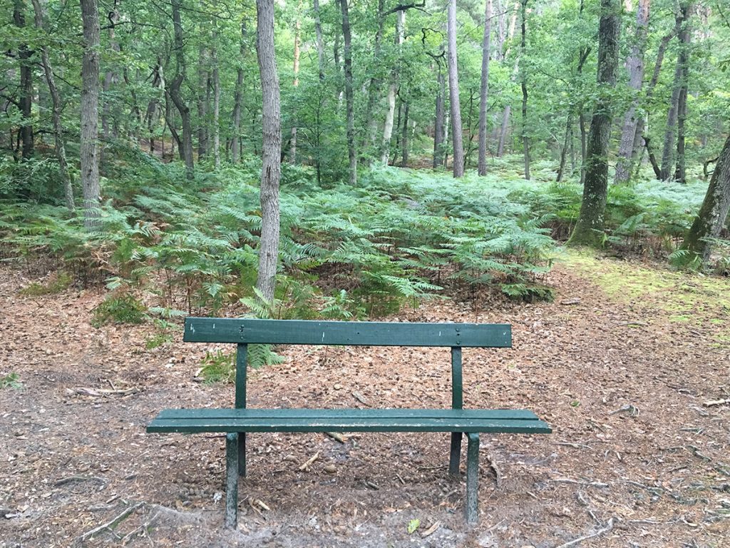 Un banc en bois peint en vert, vide, trône au milieu de la forêt verdoyante