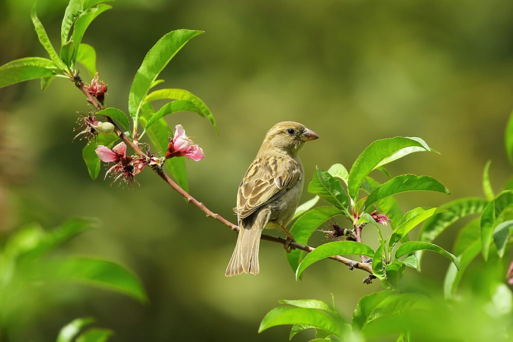 Un moineau est posé sur une branche de pommier au printemps