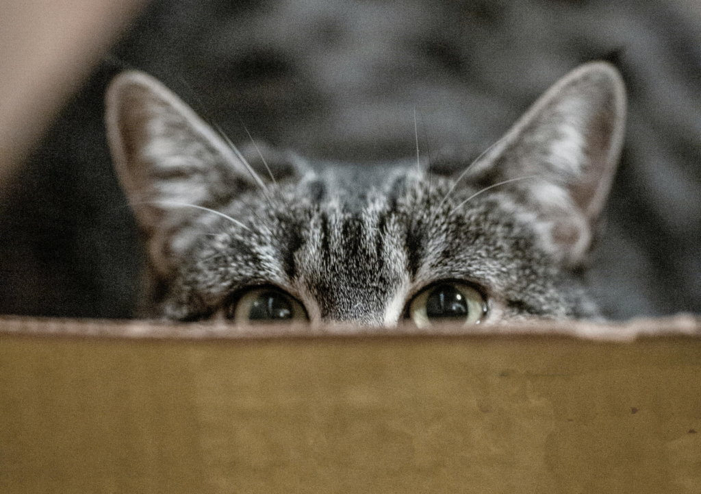 un chat gris caché derrière une planche en bois observe avec curiosité